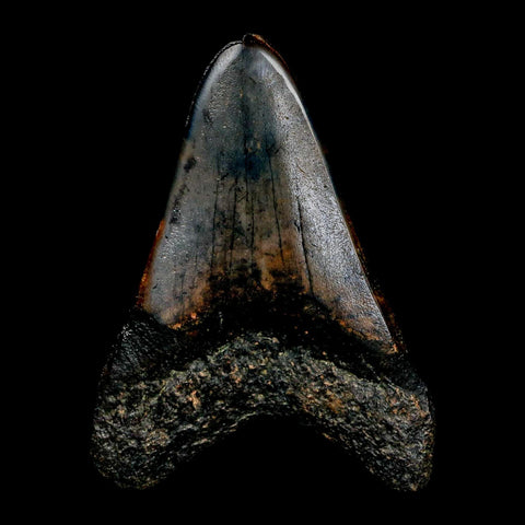 2.9" Quality Megalodon Shark Tooth Serrated Fossil Natural Miocene Age COA - Fossil Age Minerals