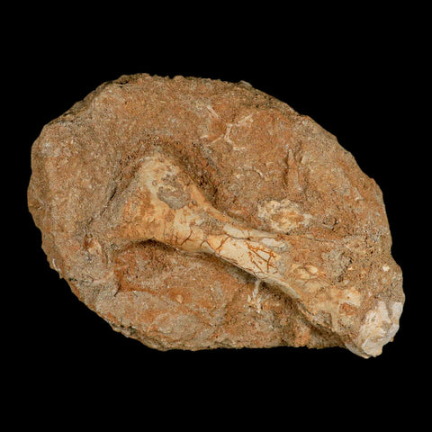 3.6" Pterosaur Tethydraco Regalis Fossil Bone Upper Cretaceous Morocco Stand COA - Fossil Age Minerals