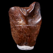 0.4" Avaceratops Fossil Tooth Judith River FM Montana Cretaceous Dinosaur Display