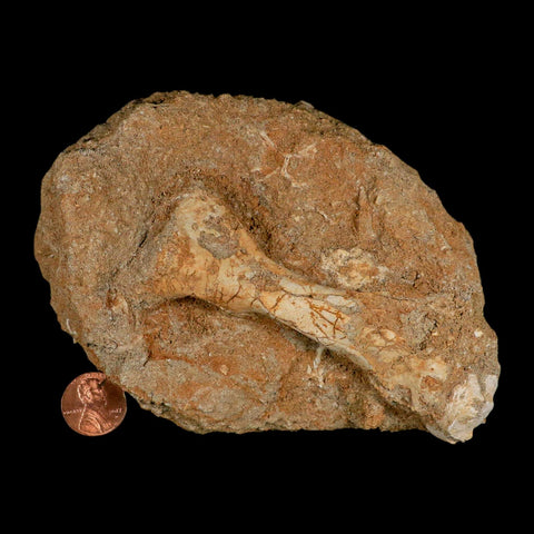 3.6" Pterosaur Tethydraco Regalis Fossil Bone Upper Cretaceous Morocco Stand COA - Fossil Age Minerals