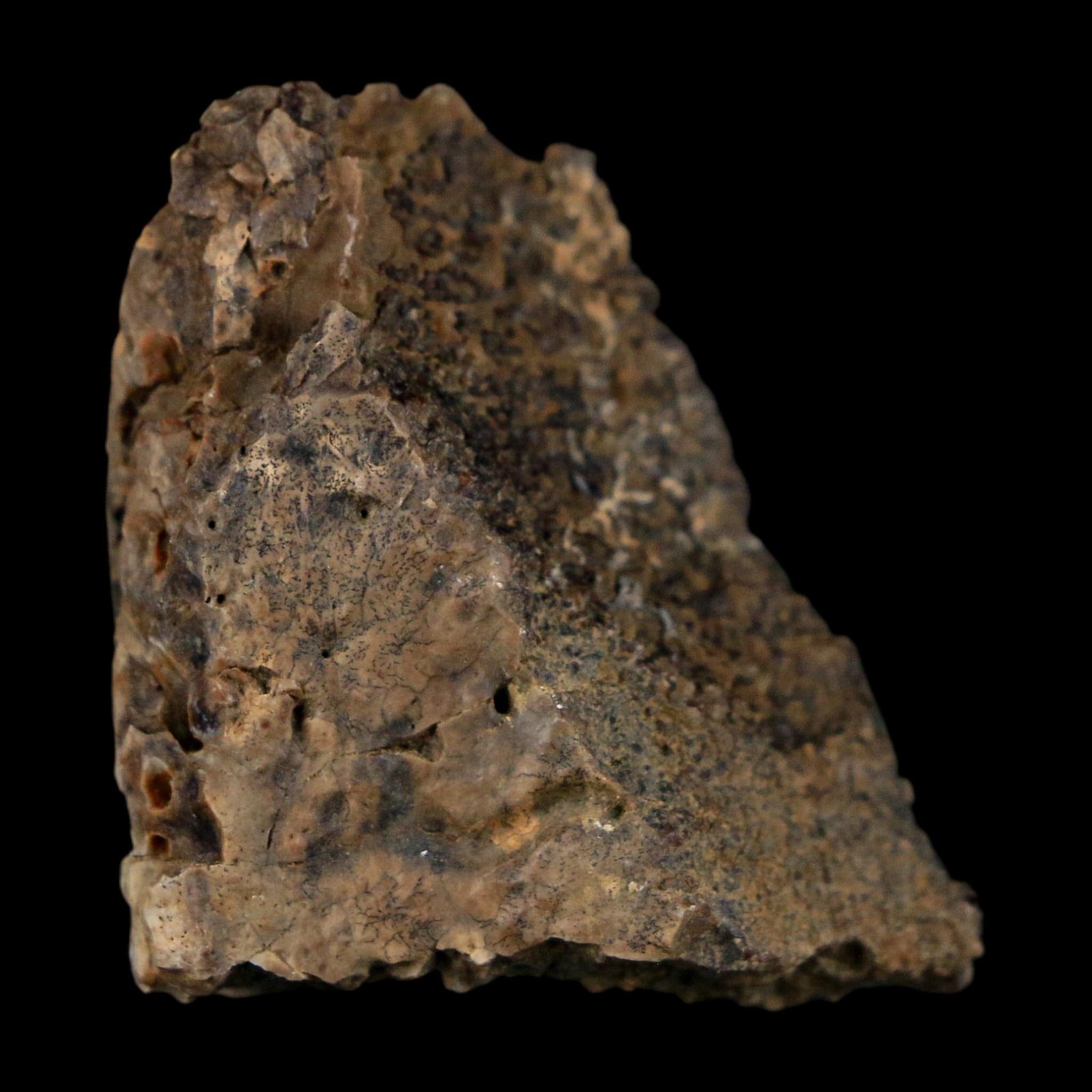 1.4" Ankylosaurus Fossil Scute Bone Judith River FM Cretaceous Dinosaur MT COA - Fossil Age Minerals