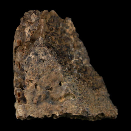 1.4" Ankylosaurus Fossil Scute Bone Judith River FM Cretaceous Dinosaur MT COA