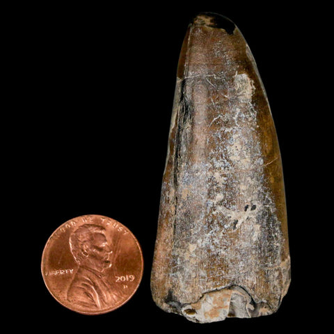 2.2" Sarcosuchus Imperator Crocodile Fossil Tooth Elrhaz FM Cretaceous Niger COA - Fossil Age Minerals