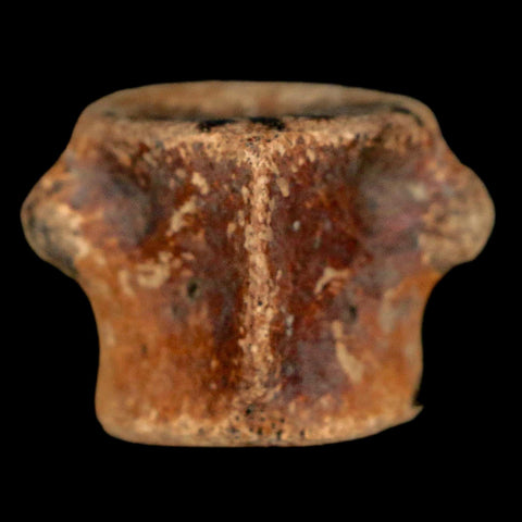 0.9" Champsosaurus Gigas Reptile Fossil Vertebrae Cretaceous Hell Creek FM MT COA