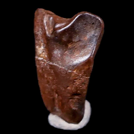 0.4" Avaceratops Fossil Tooth Judith River FM Montana Cretaceous Dinosaur Display