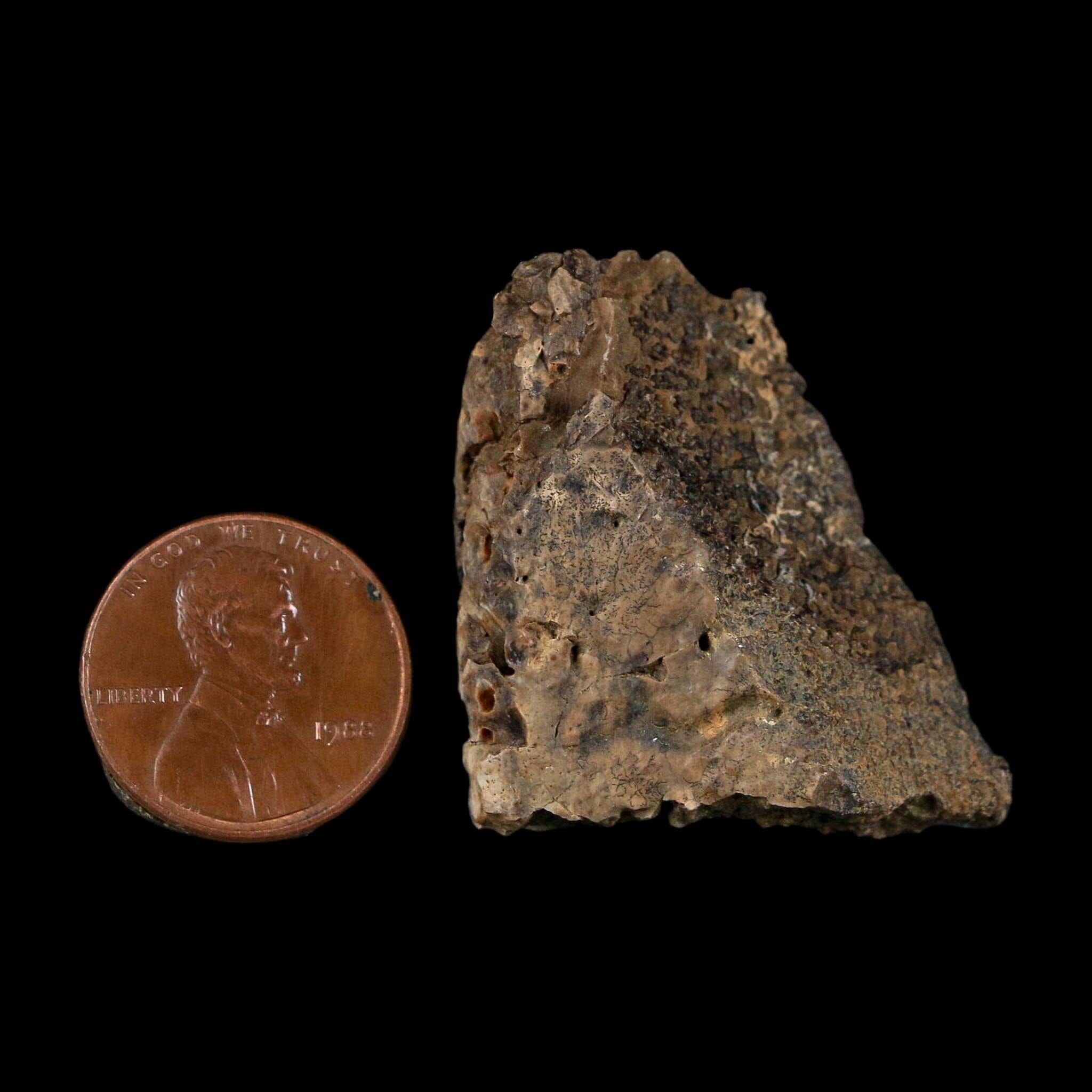 1.4" Ankylosaurus Fossil Scute Bone Judith River FM Cretaceous Dinosaur MT COA - Fossil Age Minerals