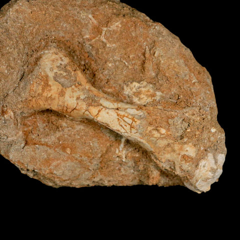 3.6" Pterosaur Tethydraco Regalis Fossil Bone Upper Cretaceous Morocco Stand COA - Fossil Age Minerals