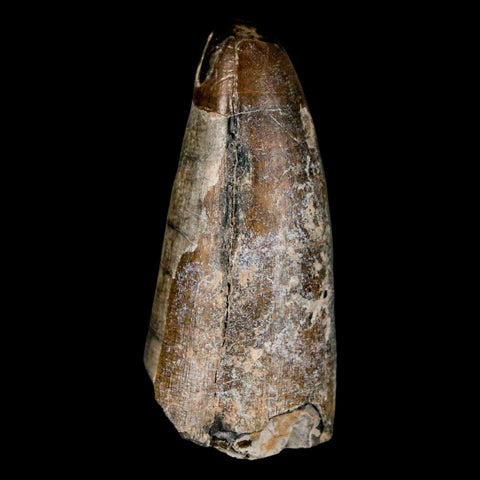 2.2" Sarcosuchus Imperator Crocodile Fossil Tooth Elrhaz FM Cretaceous Niger COA - Fossil Age Minerals