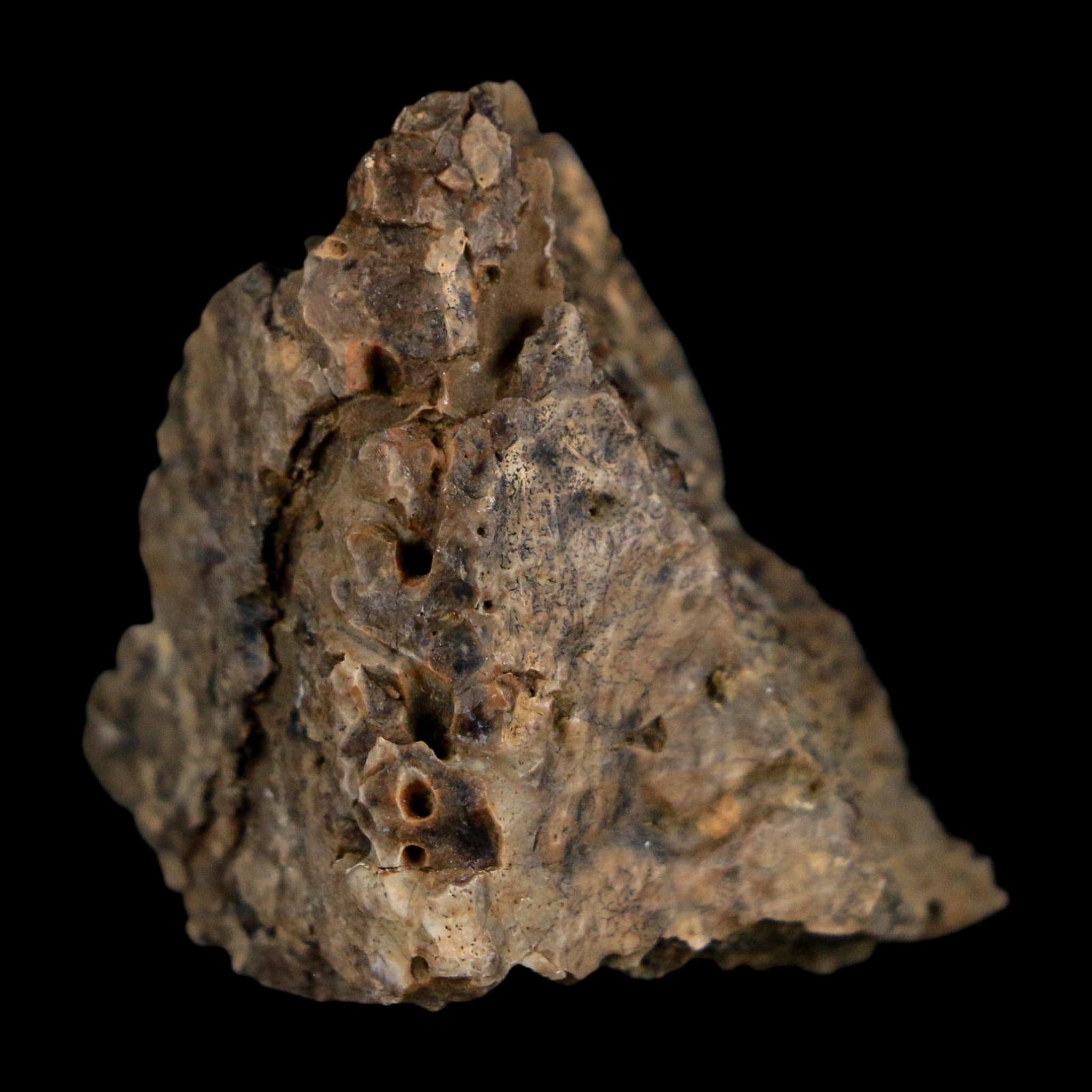 1.4" Ankylosaurus Fossil Scute Bone Judith River FM Cretaceous Dinosaur MT COA - Fossil Age Minerals