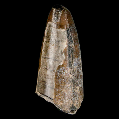 2.2" Sarcosuchus Imperator Crocodile Fossil Tooth Elrhaz FM Cretaceous Niger COA - Fossil Age Minerals