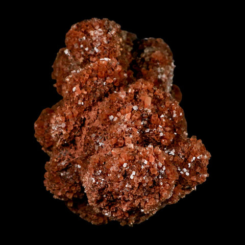 6.5" Aragonite Mineral Red Crystal Cluster Specimen Tazouta Morocco - Fossil Age Minerals