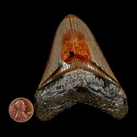 3.2" Quality Megalodon Shark Tooth Serrated Fossil Natural Miocene Age COA - Fossil Age Minerals