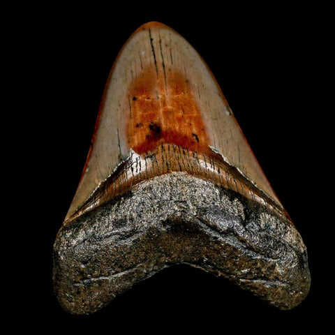 3.2" Quality Megalodon Shark Tooth Serrated Fossil Natural Miocene Age COA - Fossil Age Minerals