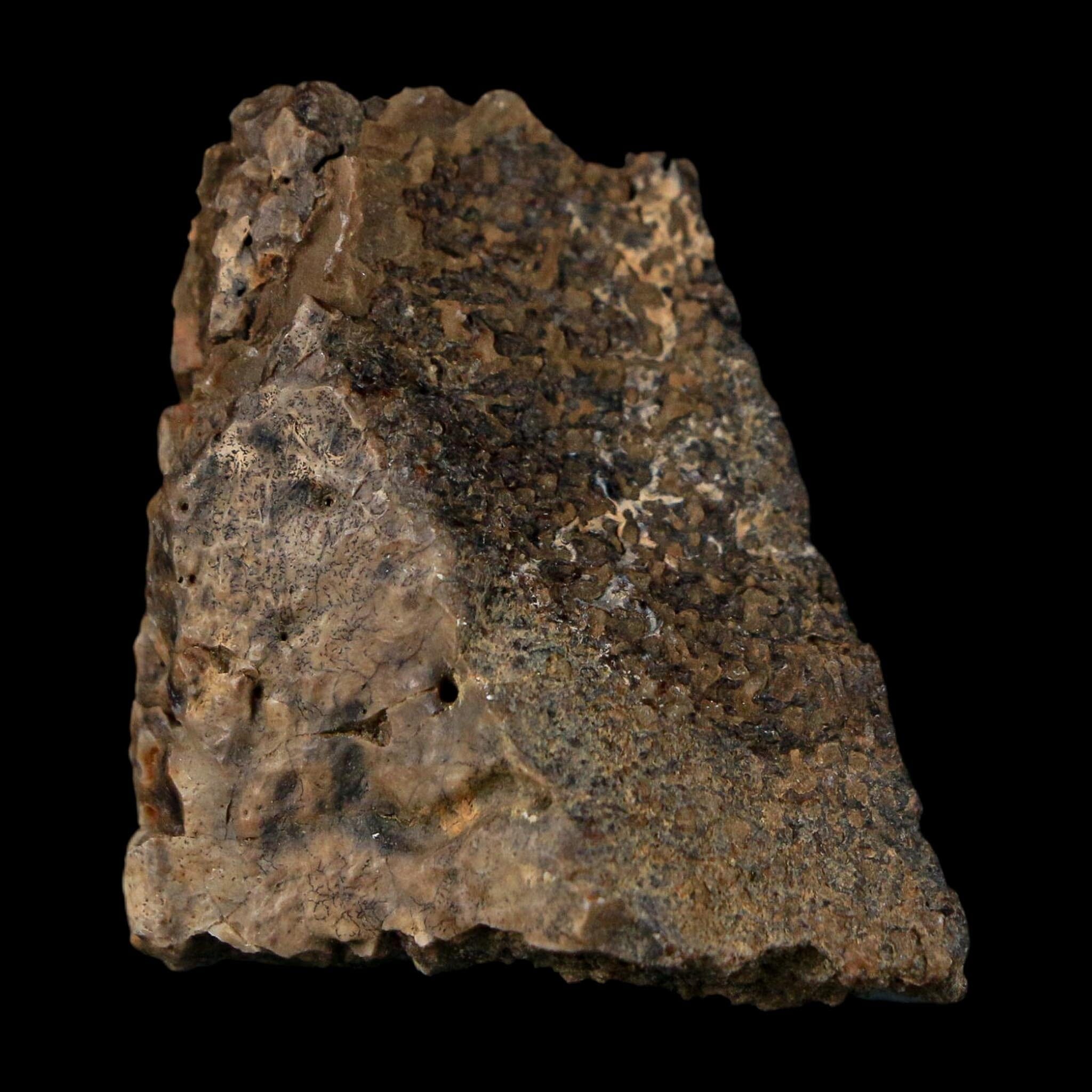 1.4" Ankylosaurus Fossil Scute Bone Judith River FM Cretaceous Dinosaur MT COA - Fossil Age Minerals