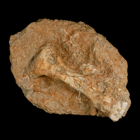 3.6" Pterosaur Tethydraco Regalis Fossil Bone Upper Cretaceous Morocco Stand COA - Fossil Age Minerals