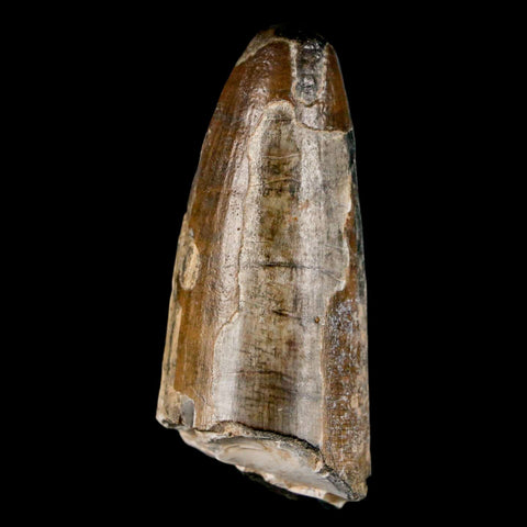 2.2" Sarcosuchus Imperator Crocodile Fossil Tooth Elrhaz FM Cretaceous Niger COA - Fossil Age Minerals