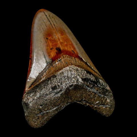 3.2" Quality Megalodon Shark Tooth Serrated Fossil Natural Miocene Age COA - Fossil Age Minerals
