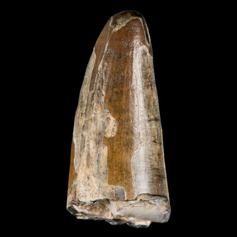 2.2" Sarcosuchus Imperator Crocodile Fossil Tooth Elrhaz FM Cretaceous Niger COA - Fossil Age Minerals
