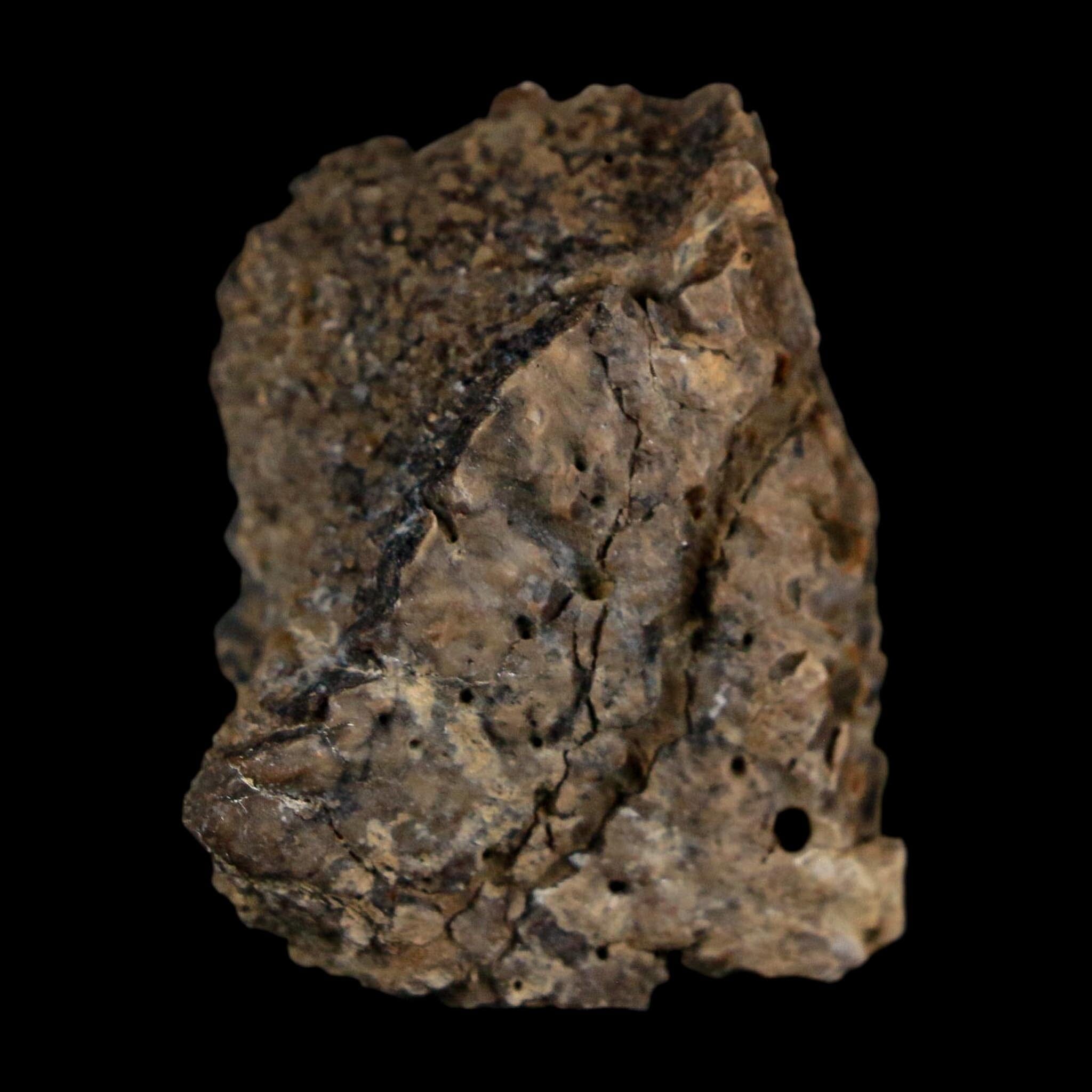 1.4" Ankylosaurus Fossil Scute Bone Judith River FM Cretaceous Dinosaur MT COA - Fossil Age Minerals