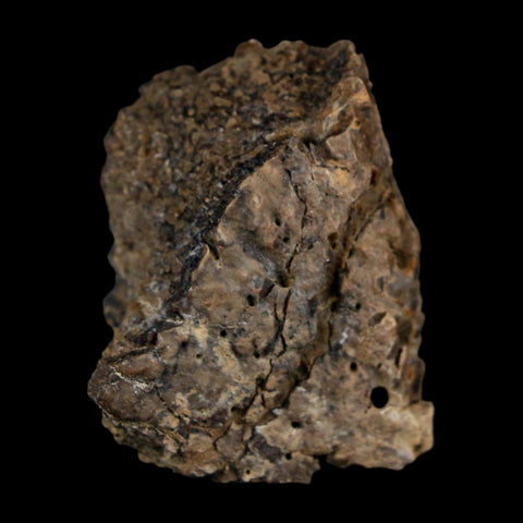 1.4" Ankylosaurus Fossil Scute Bone Judith River FM Cretaceous Dinosaur MT COA