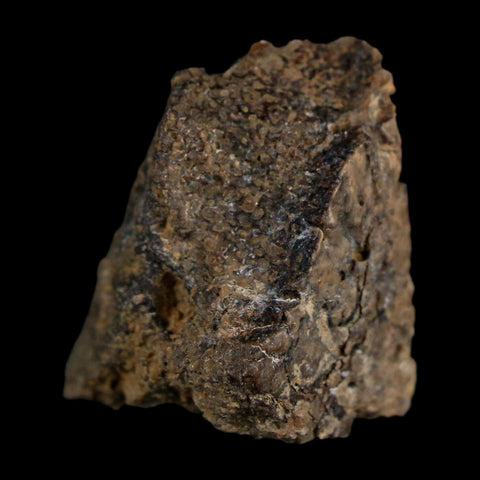 1.4" Ankylosaurus Fossil Scute Bone Judith River FM Cretaceous Dinosaur MT COA