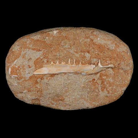 3.3" Saber Toothed Herring Fossil Tooth Jaw Section Enchodus Libycus Cretaceous Age - Fossil Age Minerals