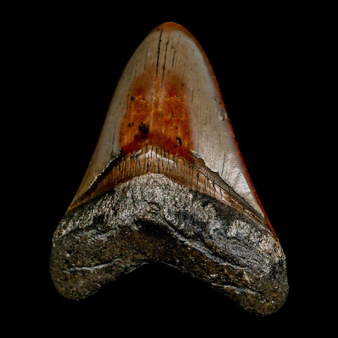3.2" Quality Megalodon Shark Tooth Serrated Fossil Natural Miocene Age COA - Fossil Age Minerals