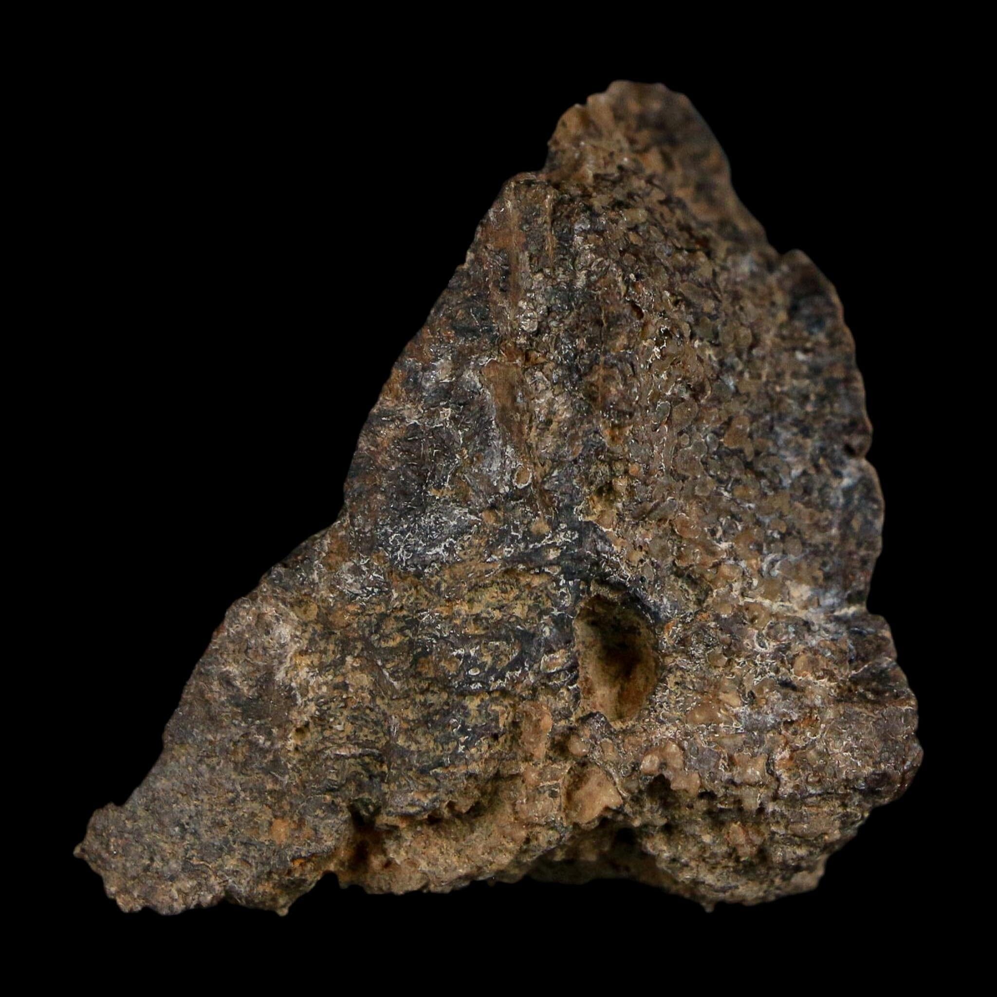 1.4" Ankylosaurus Fossil Scute Bone Judith River FM Cretaceous Dinosaur MT COA - Fossil Age Minerals