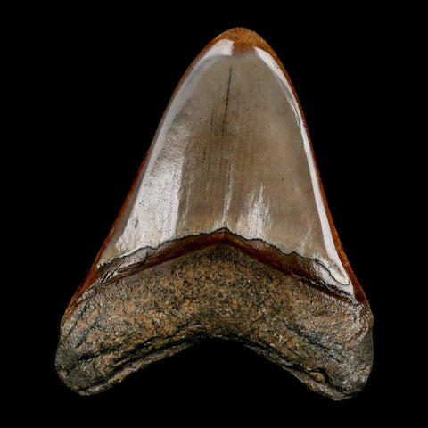 3.2" Quality Megalodon Shark Tooth Serrated Fossil Natural Miocene Age COA - Fossil Age Minerals