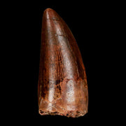 1.9" Carcharodontosaurus Fossil Tooth Cretaceous Dinosaur Morocco COA, Display