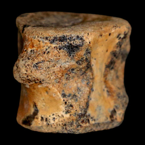 0.9" Champsosaurus Gigas Reptile Fossil Vertebrae Cretaceous Hell Creek FM MT COA