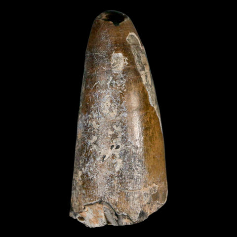 2.2" Sarcosuchus Imperator Crocodile Fossil Tooth Elrhaz FM Cretaceous Niger COA - Fossil Age Minerals