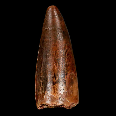 1.9" Carcharodontosaurus Fossil Tooth Cretaceous Dinosaur Morocco COA, Display - Fossil Age Minerals