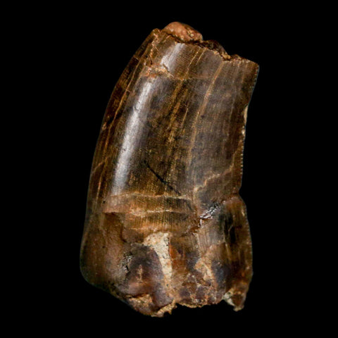 1.1" Tyrannosaur Serrated Fossil Tooth Cretaceous Dinosaur Judith River FM MT COA - Fossil Age Minerals