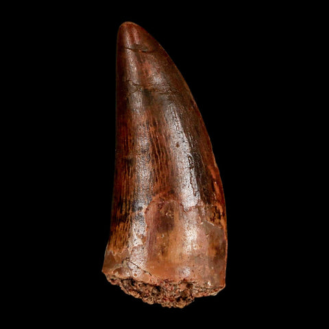 1.9" Carcharodontosaurus Fossil Tooth Cretaceous Dinosaur Morocco COA, Display - Fossil Age Minerals