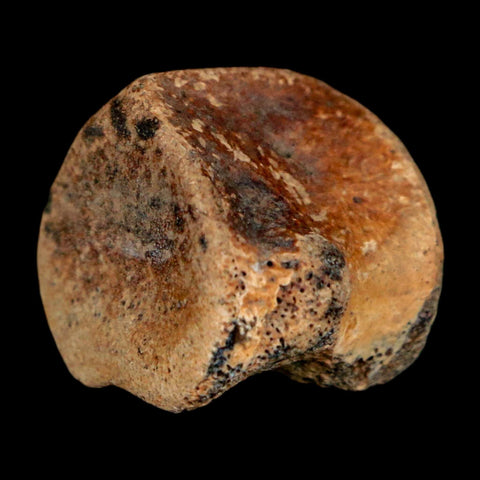 0.9" Champsosaurus Gigas Reptile Fossil Vertebrae Cretaceous Hell Creek FM MT COA