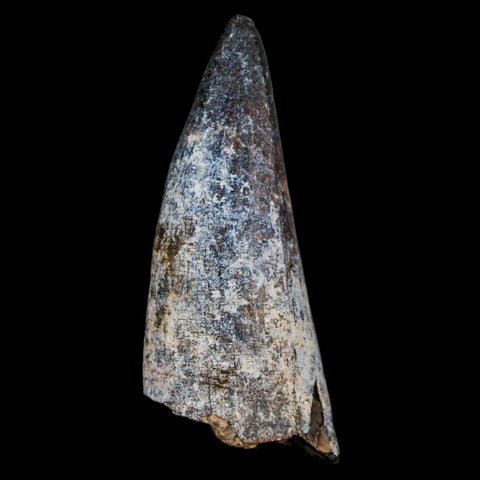 2.1" Sarcosuchus Imperator Crocodile Fossil Tooth Elrhaz FM Cretaceous Niger COA - Fossil Age Minerals