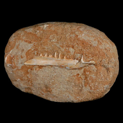 3.3" Saber Toothed Herring Fossil Tooth Jaw Section Enchodus Libycus Cretaceous Age - Fossil Age Minerals