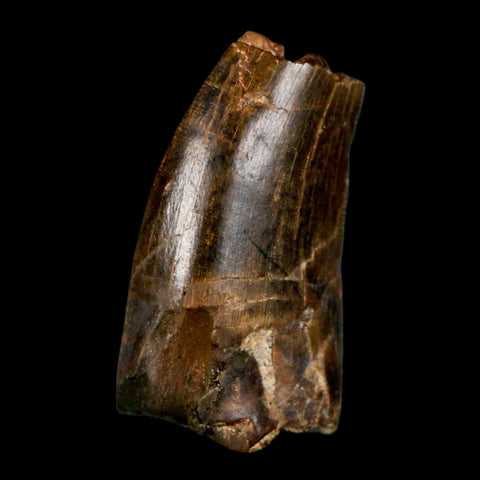 1.1" Tyrannosaur Serrated Fossil Tooth Cretaceous Dinosaur Judith River FM MT COA - Fossil Age Minerals