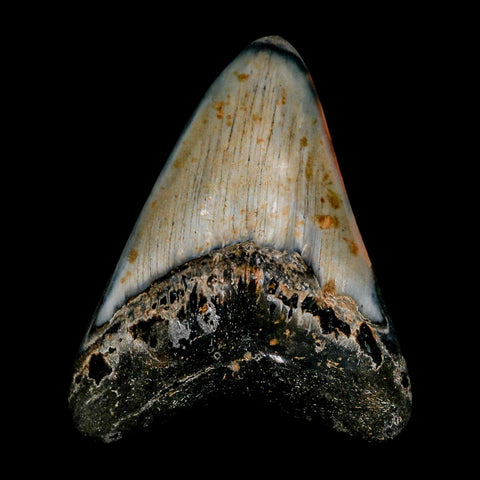 3.4" Quality Megalodon Shark Tooth Serrated Fossil Natural Miocene Age COA - Fossil Age Minerals