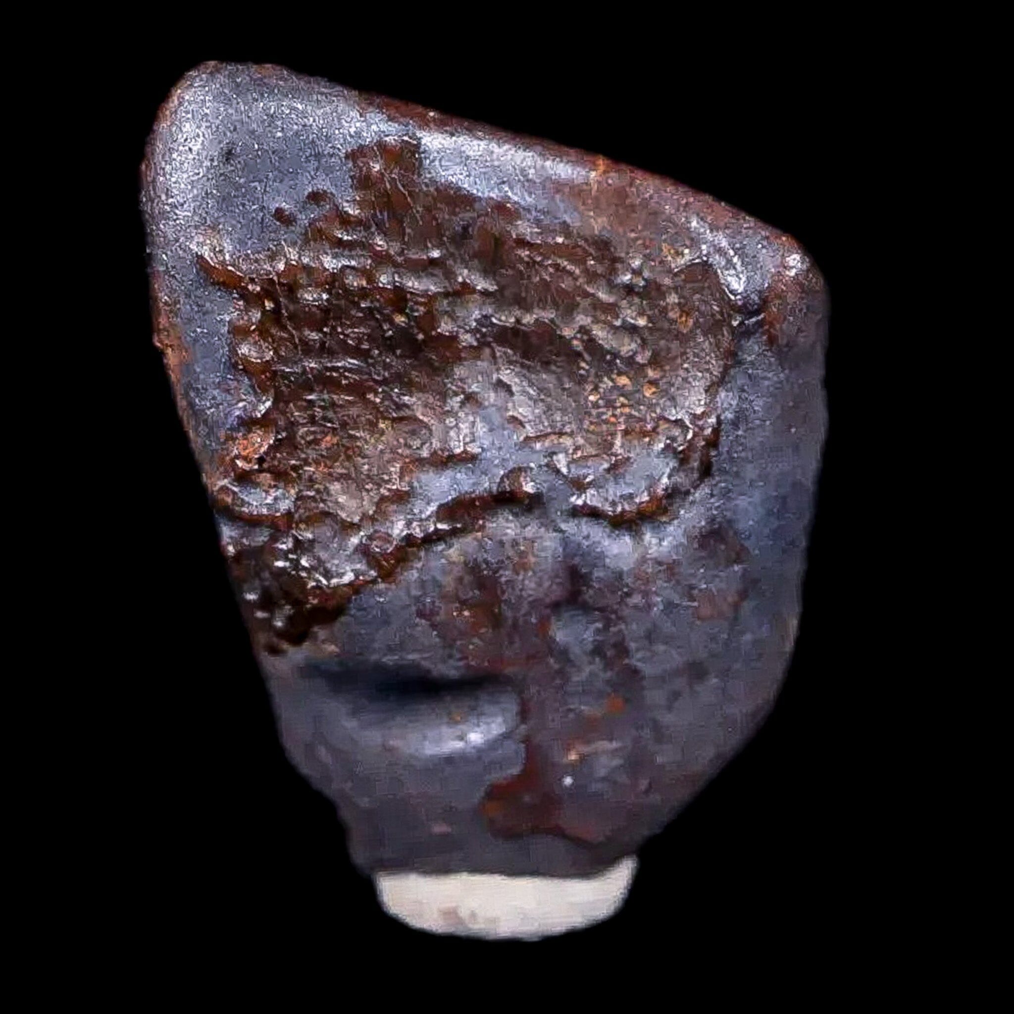 0.5" Chasmosaurus Fossil Tooth Judith River FM Cretaceous Dinosaur MT COA Display - Fossil Age Minerals