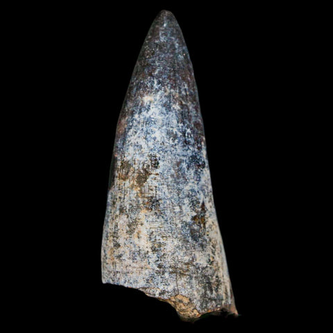 2.1" Sarcosuchus Imperator Crocodile Fossil Tooth Elrhaz FM Cretaceous Niger COA - Fossil Age Minerals