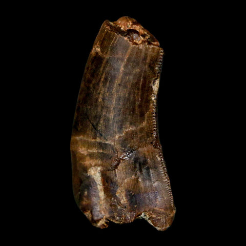 1.1" Tyrannosaur Serrated Fossil Tooth Cretaceous Dinosaur Judith River FM MT COA - Fossil Age Minerals