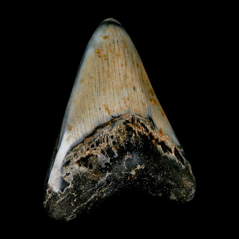 3.4" Quality Megalodon Shark Tooth Serrated Fossil Natural Miocene Age COA - Fossil Age Minerals
