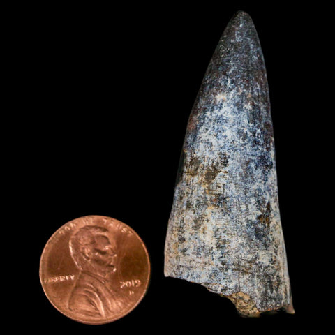 2.1" Sarcosuchus Imperator Crocodile Fossil Tooth Elrhaz FM Cretaceous Niger COA - Fossil Age Minerals