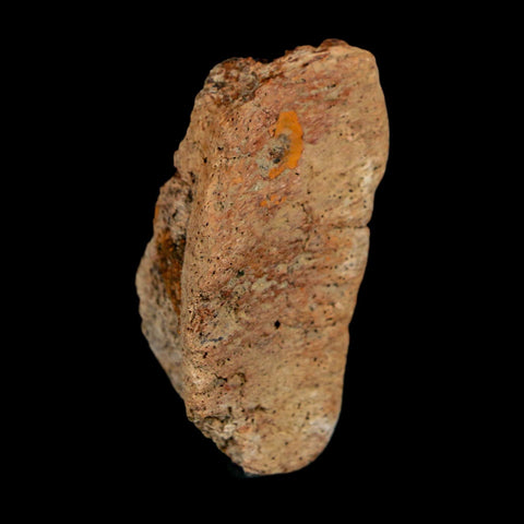 1.7" Ankylosaurus Fossil Dermal Scute Bone Hell Creek FM Cretaceous Dinosaur MT COA