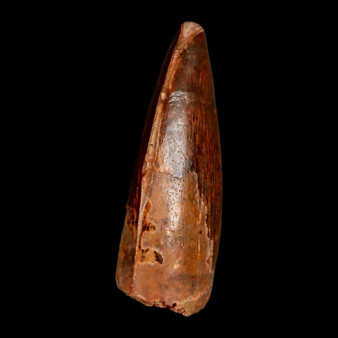 1.9" Carcharodontosaurus Fossil Tooth Cretaceous Dinosaur Morocco COA, Display - Fossil Age Minerals