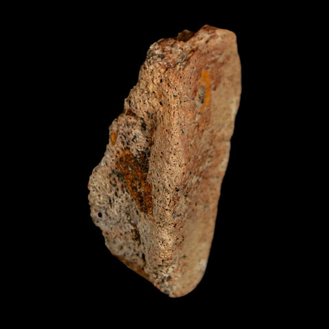 1.7" Ankylosaurus Fossil Dermal Scute Bone Hell Creek FM Cretaceous Dinosaur MT COA