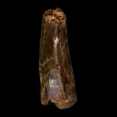 1.1" Tyrannosaur Serrated Fossil Tooth Cretaceous Dinosaur Judith River FM MT COA - Fossil Age Minerals