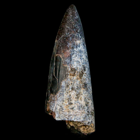 2.1" Sarcosuchus Imperator Crocodile Fossil Tooth Elrhaz FM Cretaceous Niger COA - Fossil Age Minerals
